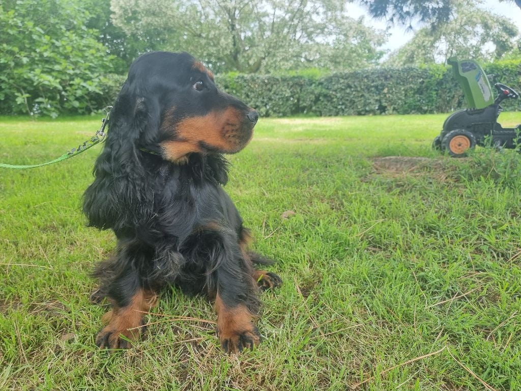 Virgule des bois de la bro