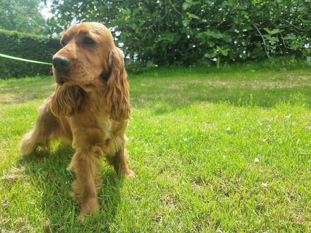 Voyelle des bois de la bro