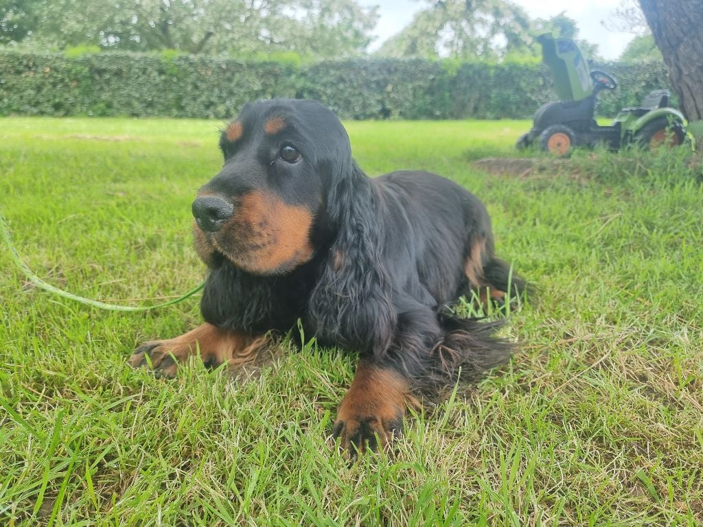 Virgule des bois de la bro