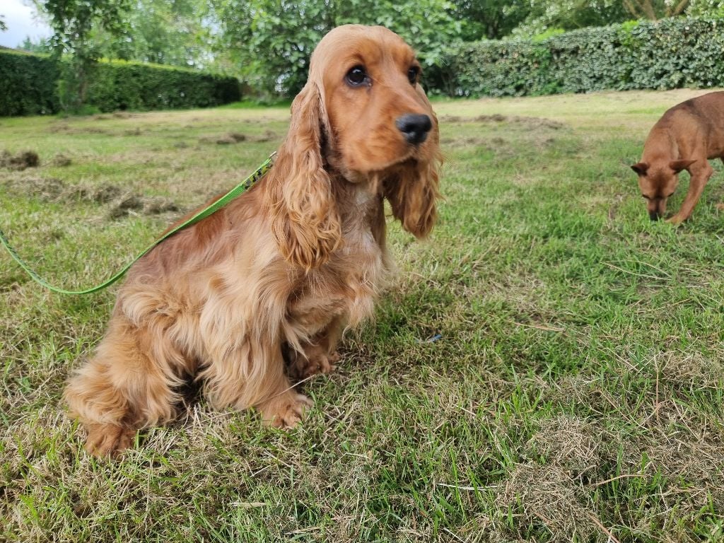 Vedette des bois de la bro