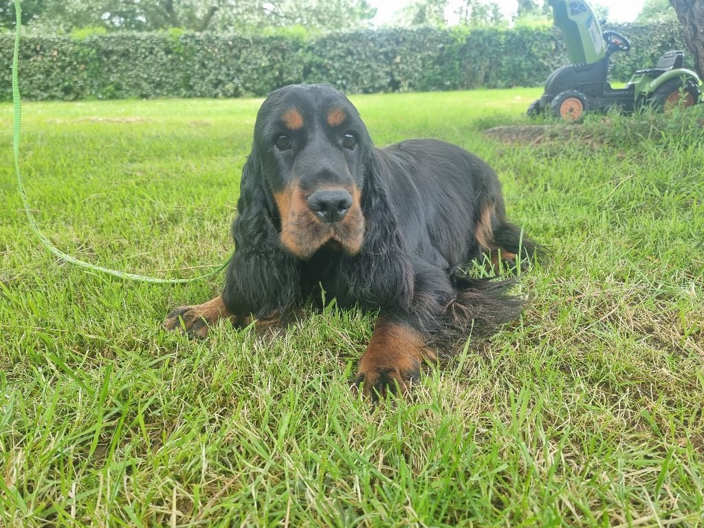 Virgule des bois de la bro