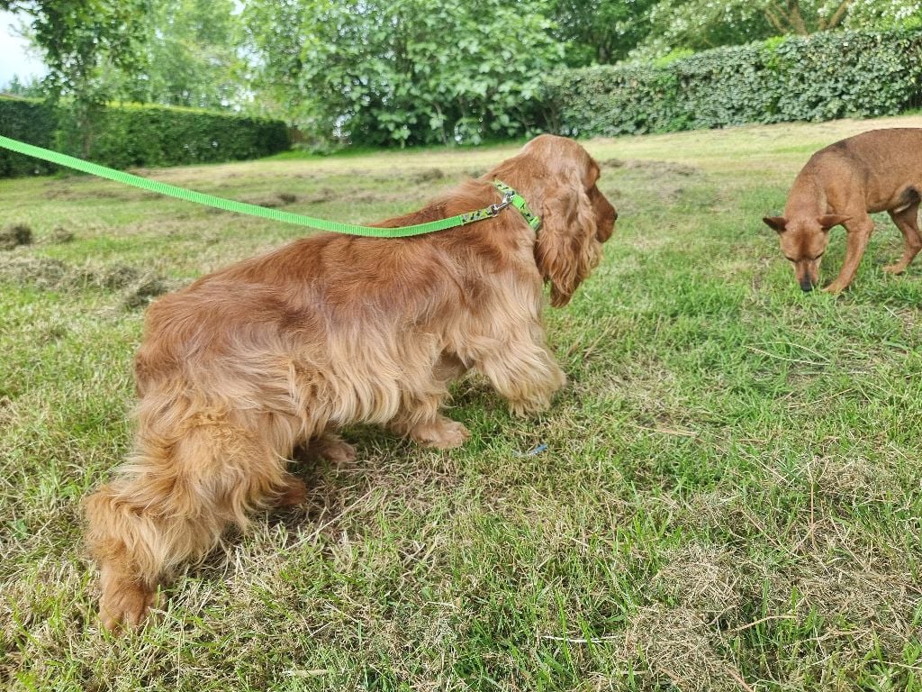 Vedette des bois de la bro