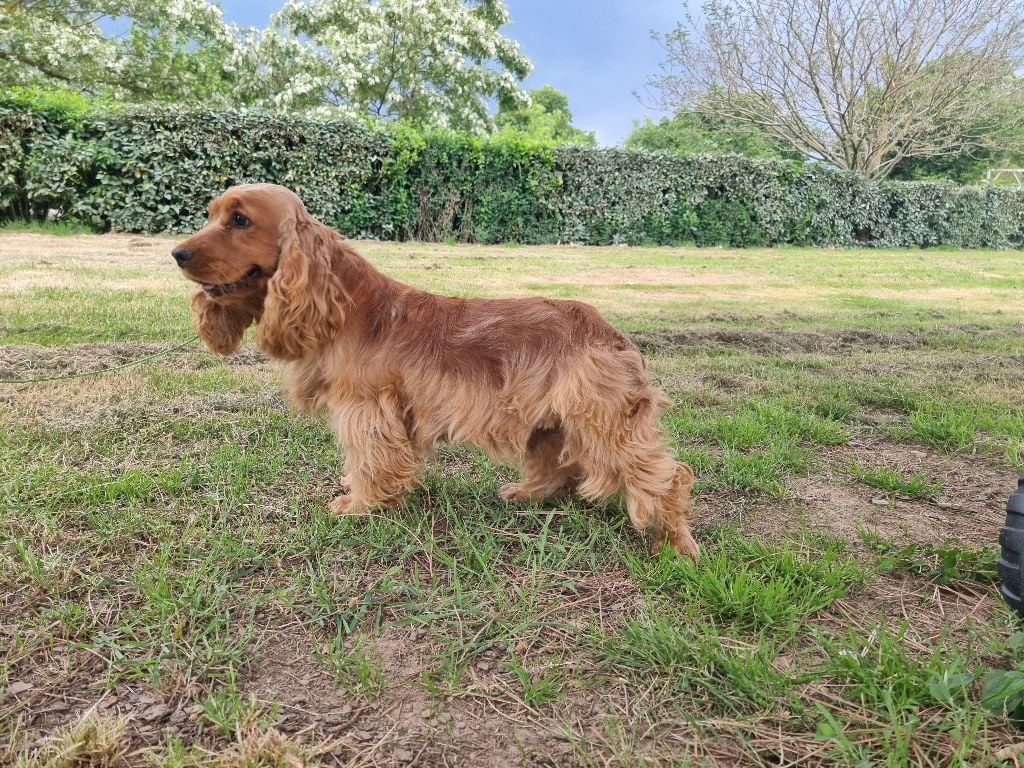 Vedette des bois de la bro