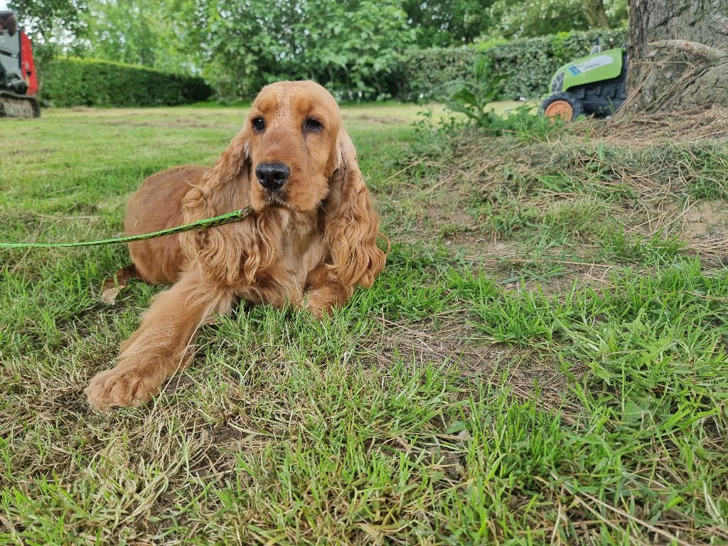 Venus des bois de la bro