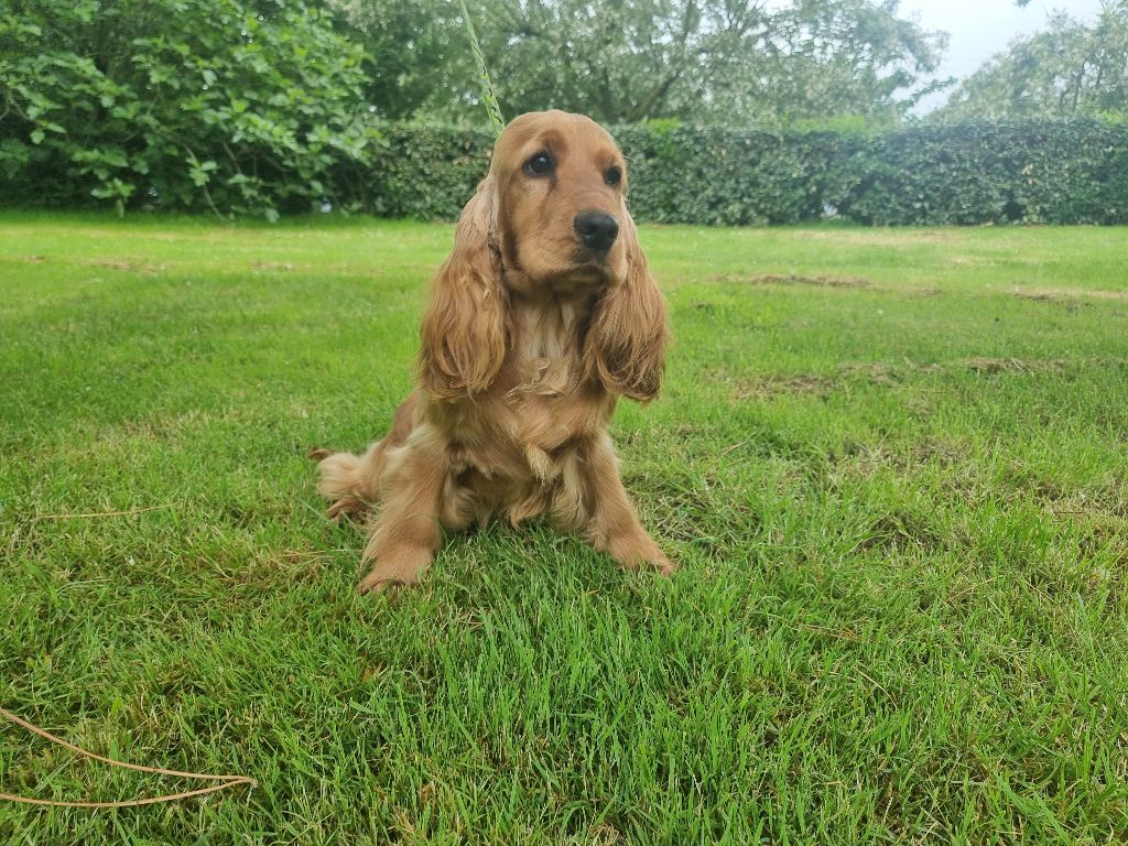 Valentine des bois de la bro