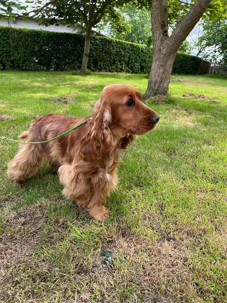 Violette des bois de la bro