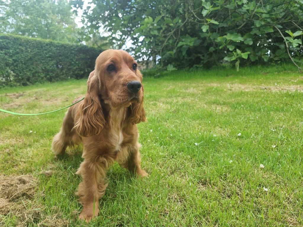 Voyelle des bois de la bro