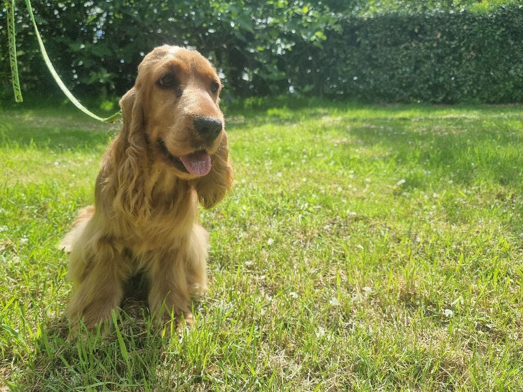 Vichy des bois de la bro