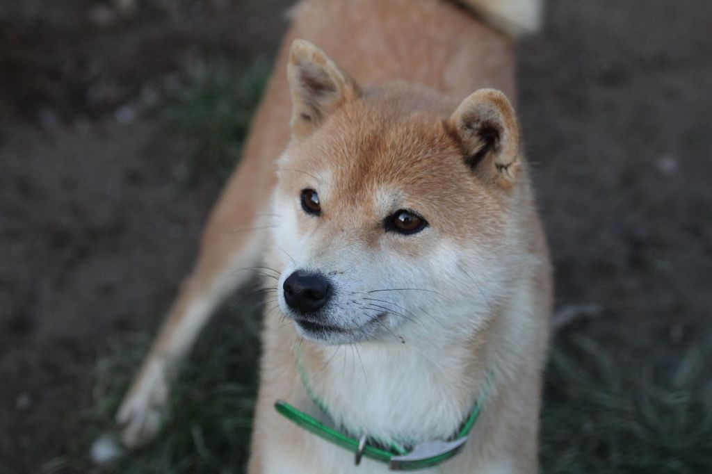 Publication : des bois de la bro