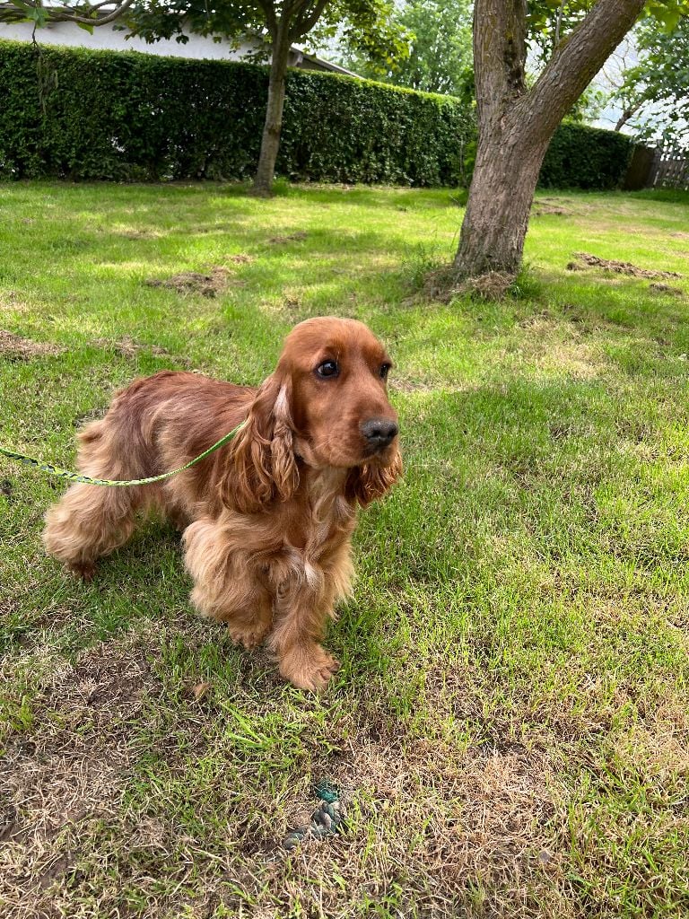 Violine des bois de la bro