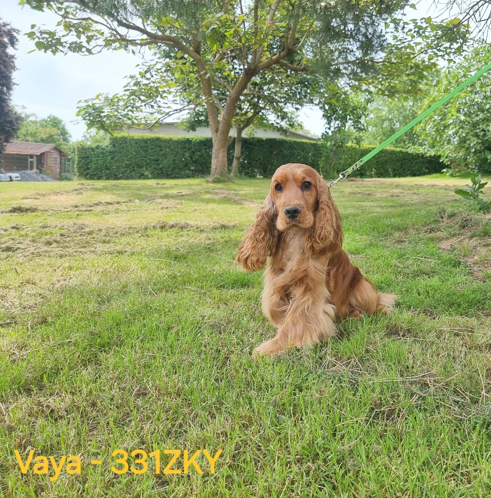 Vaya des bois de la bro