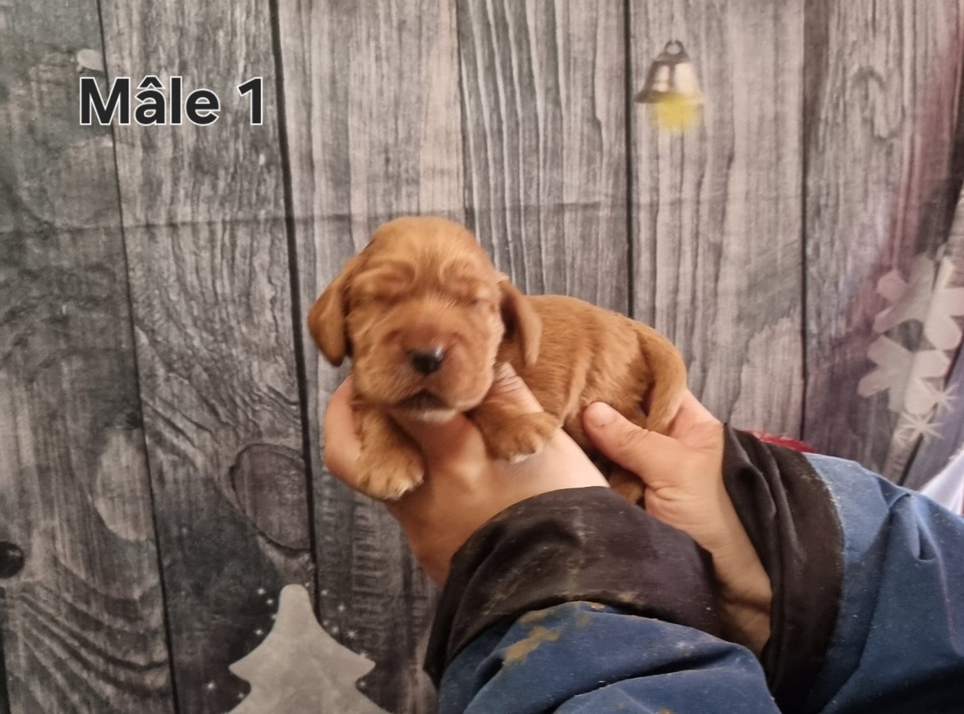 CHIOT 5 - Cocker Spaniel Anglais