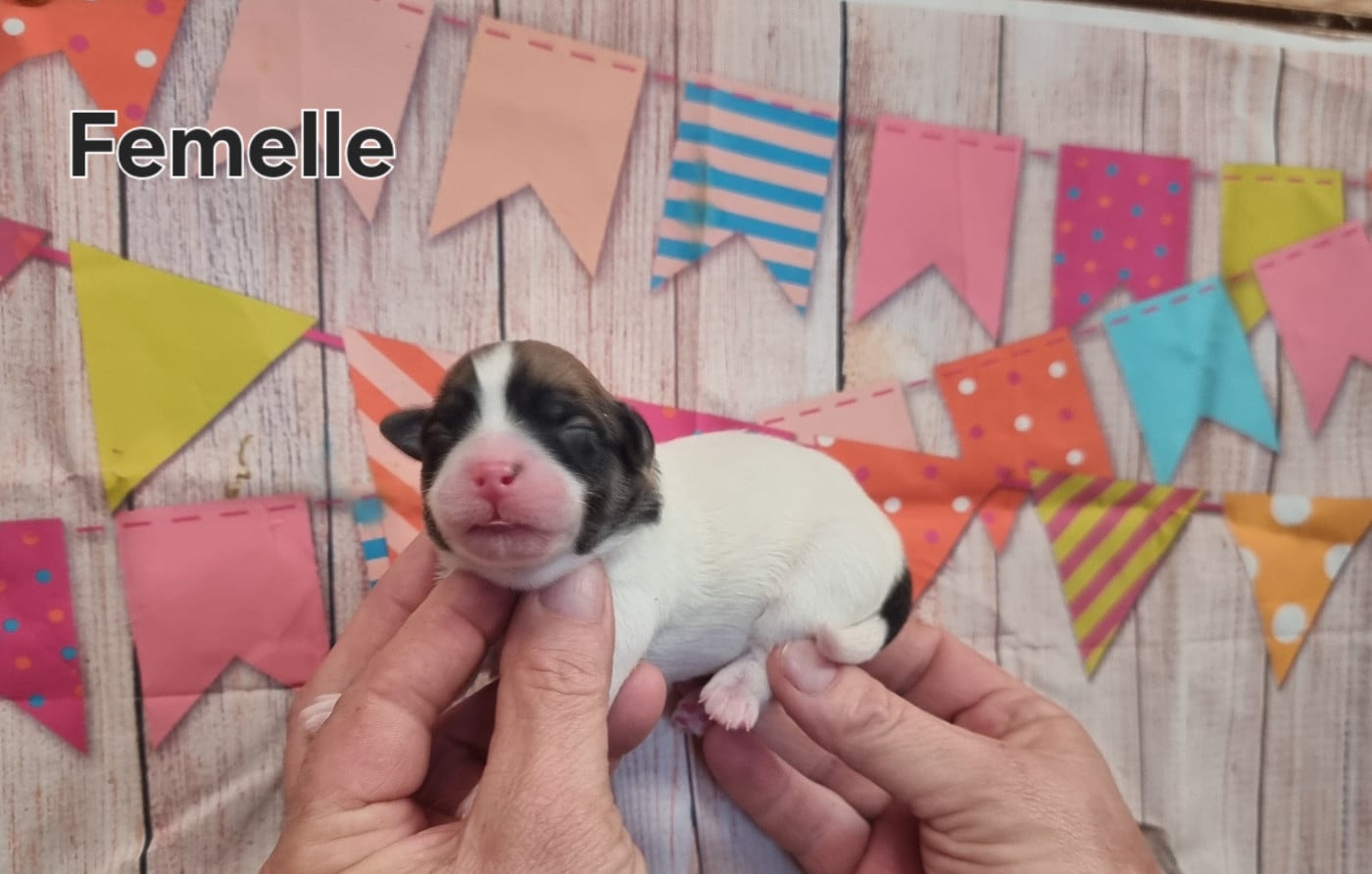 Femelle 1 - Coton de Tulear