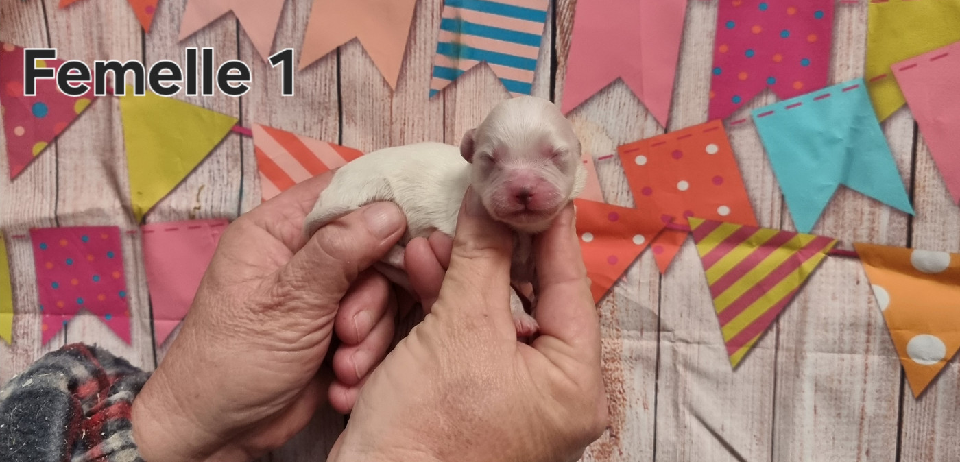 Femelle 1 - Coton de Tulear