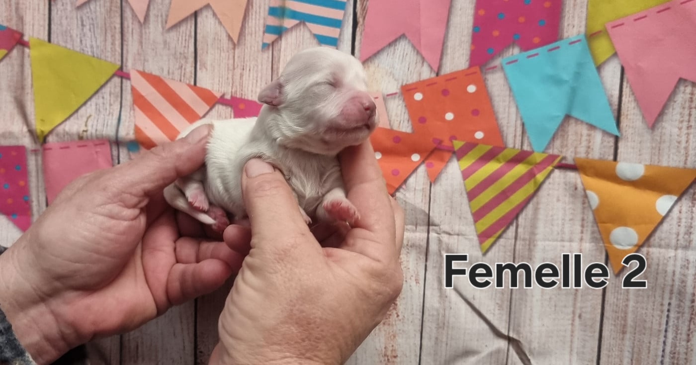 Femelle 2 - Coton de Tulear