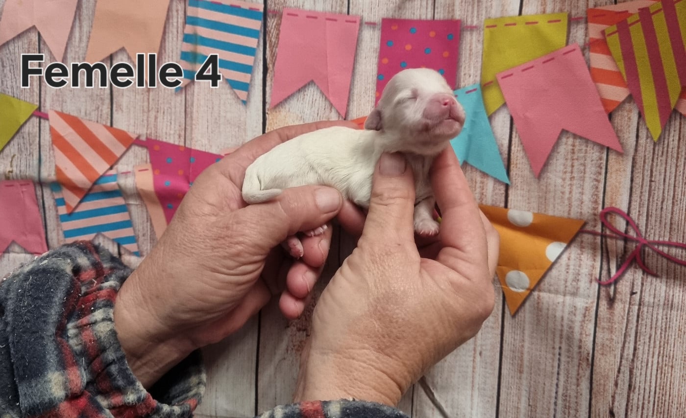 Femelle 4 - Coton de Tulear