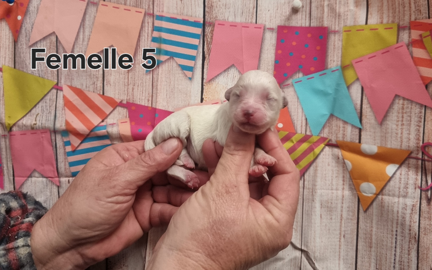 Femelle 5 - Coton de Tulear