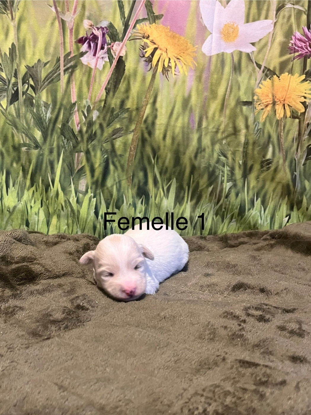 Femelle 1
