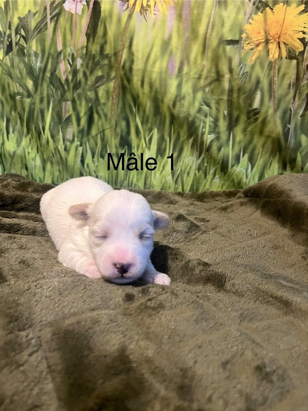 Mâle 1