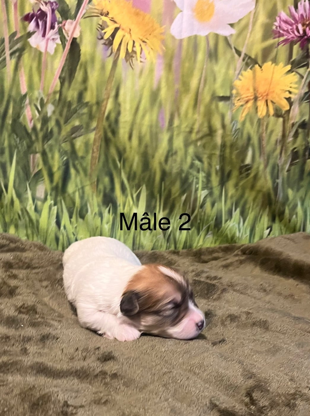 Mâle 2