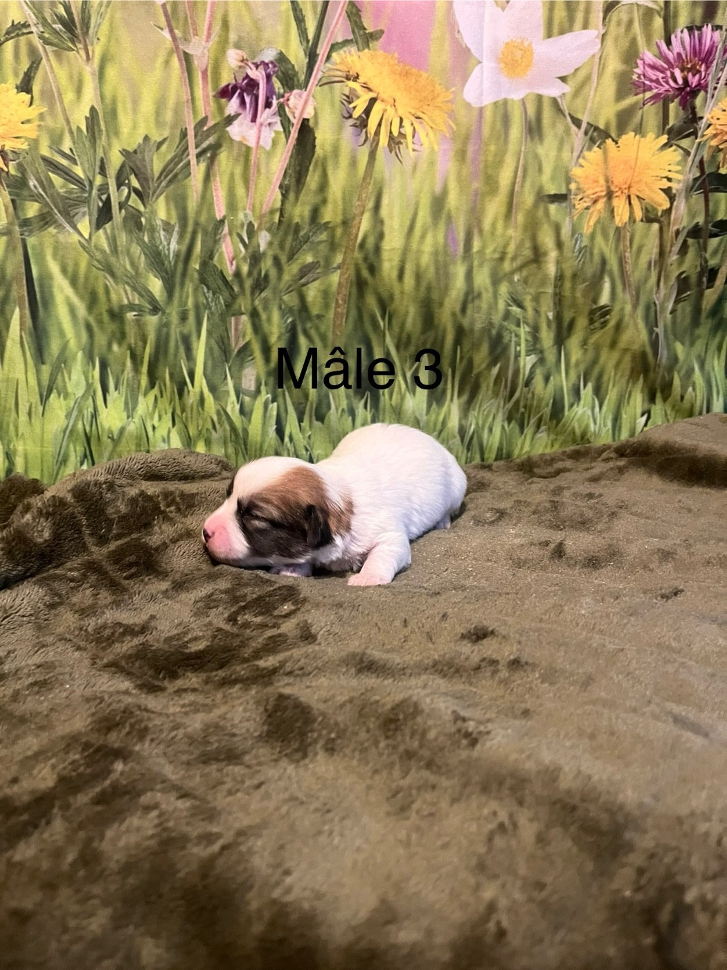 Mâle 3