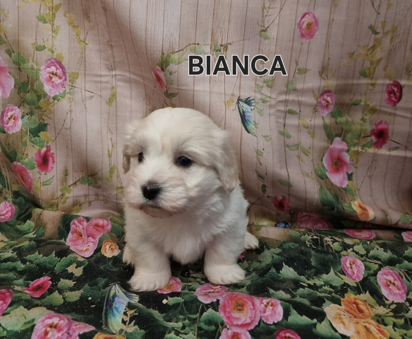 BIANCA