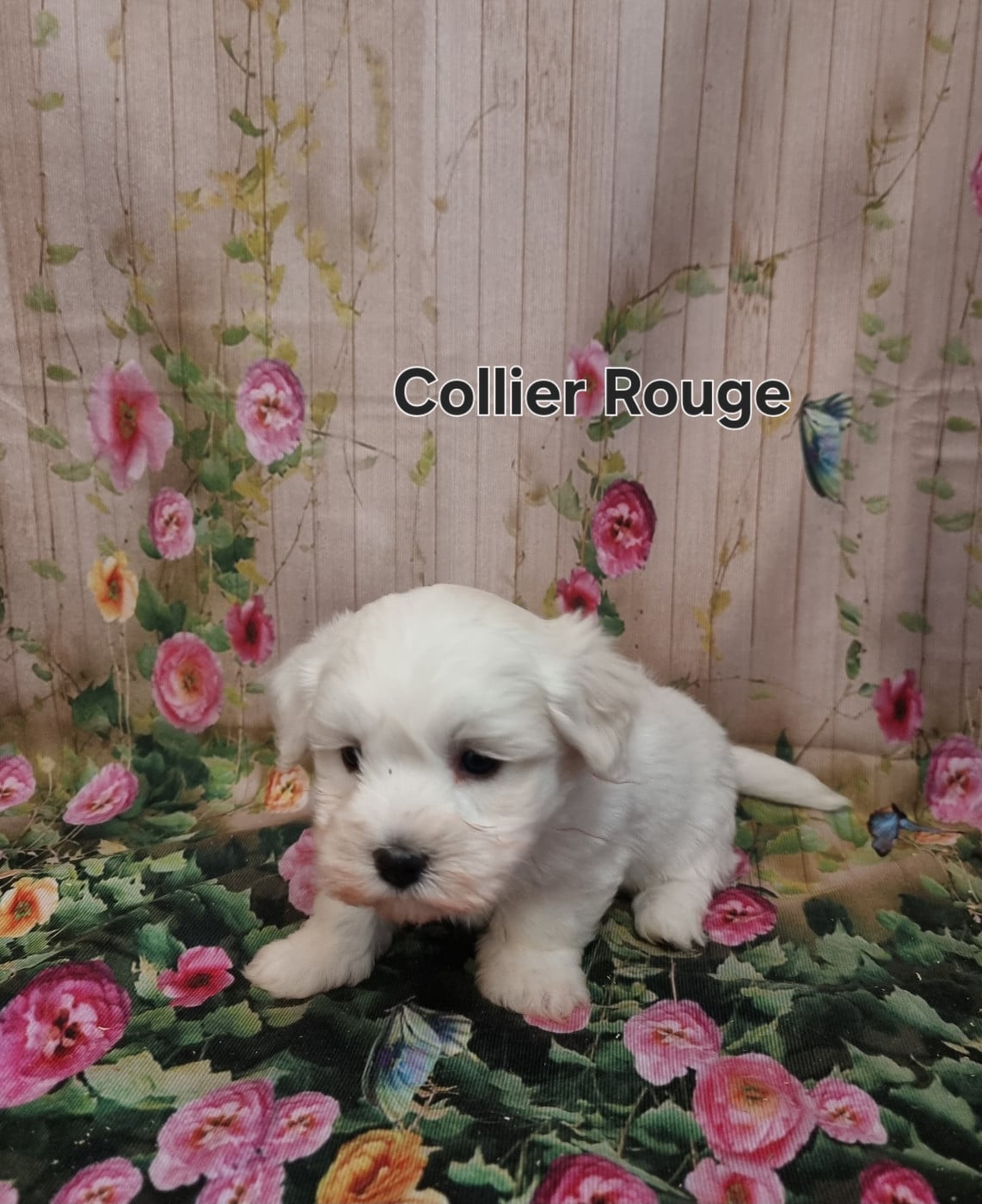 COLLIER ROUGE - Coton de Tulear