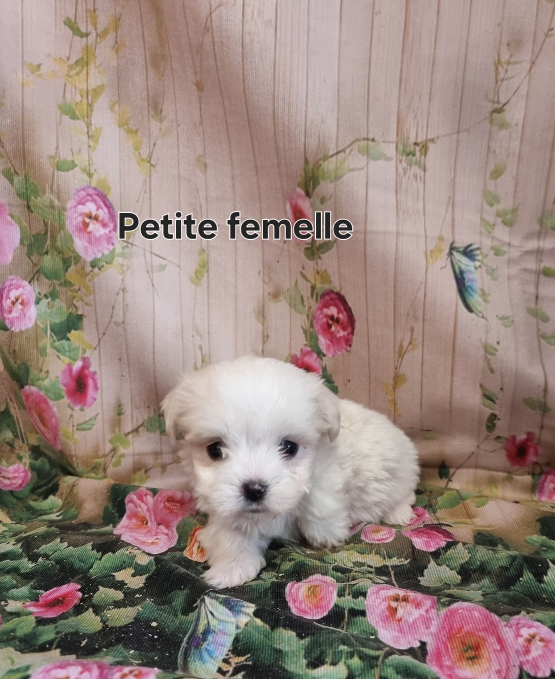 PETITE FEMELLE - Coton de Tulear