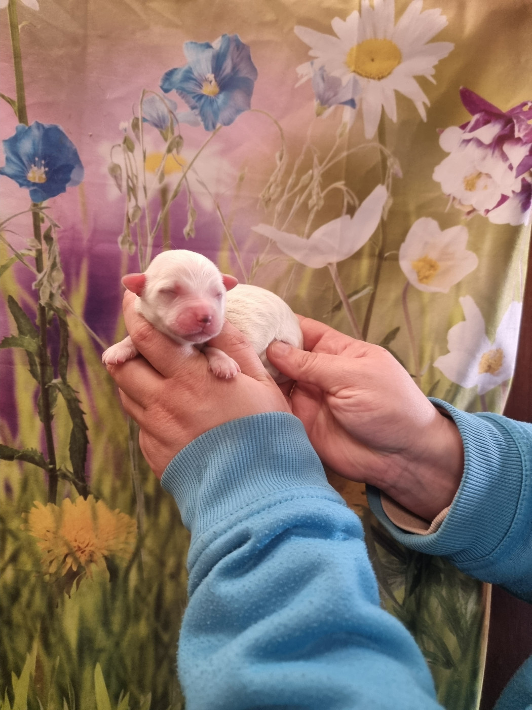 Mâle 1 - Coton de Tulear