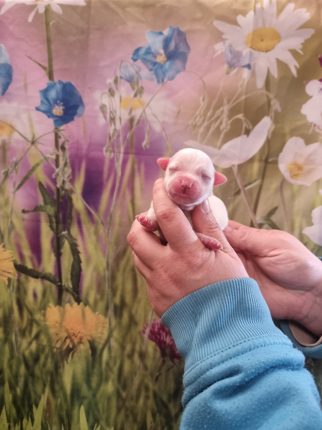 Mâle 2 - Coton de Tulear