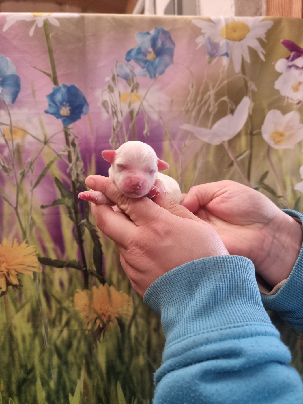 Femelle 3 - Coton de Tulear