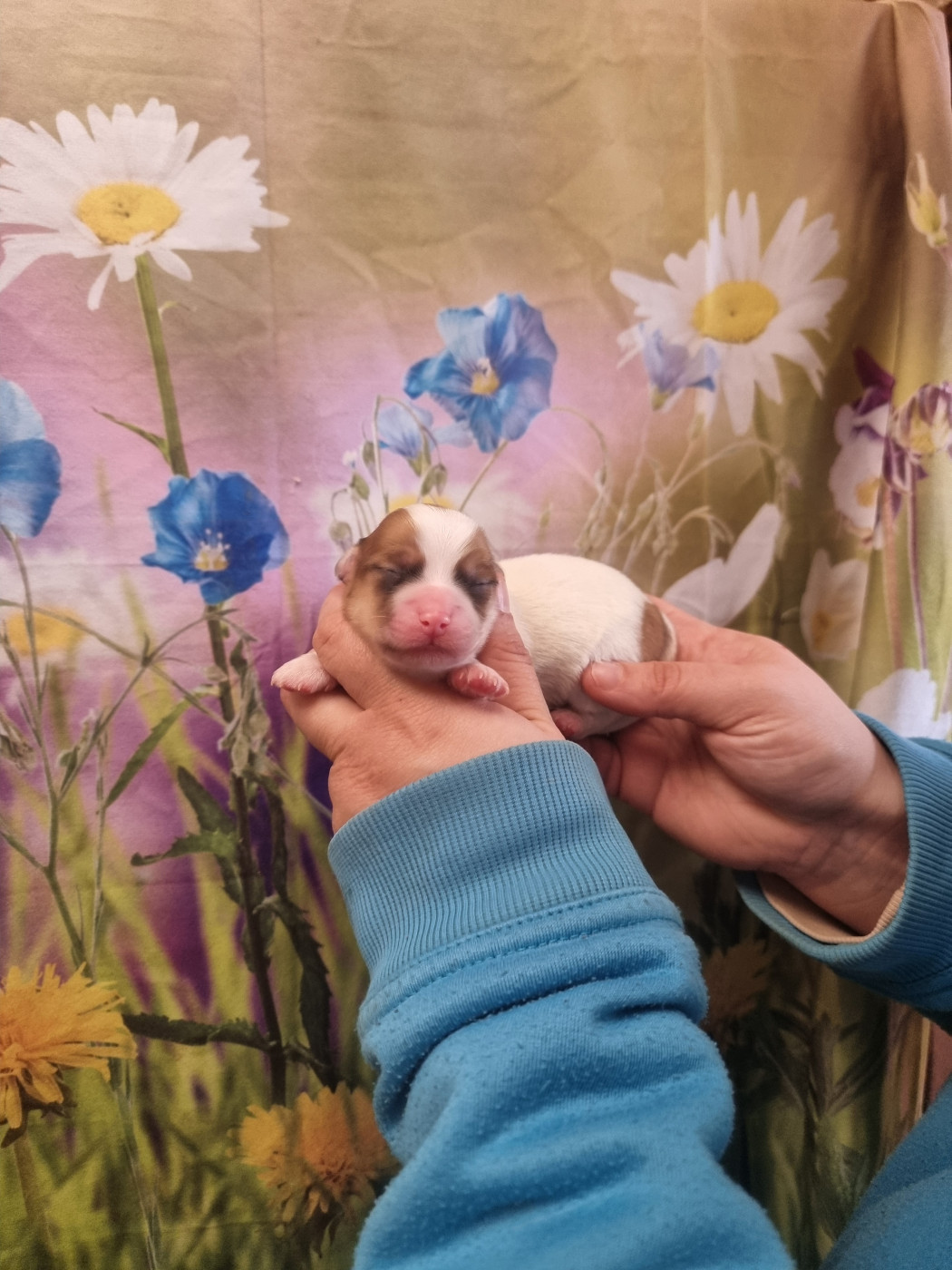 Mâle 2 - Coton de Tulear