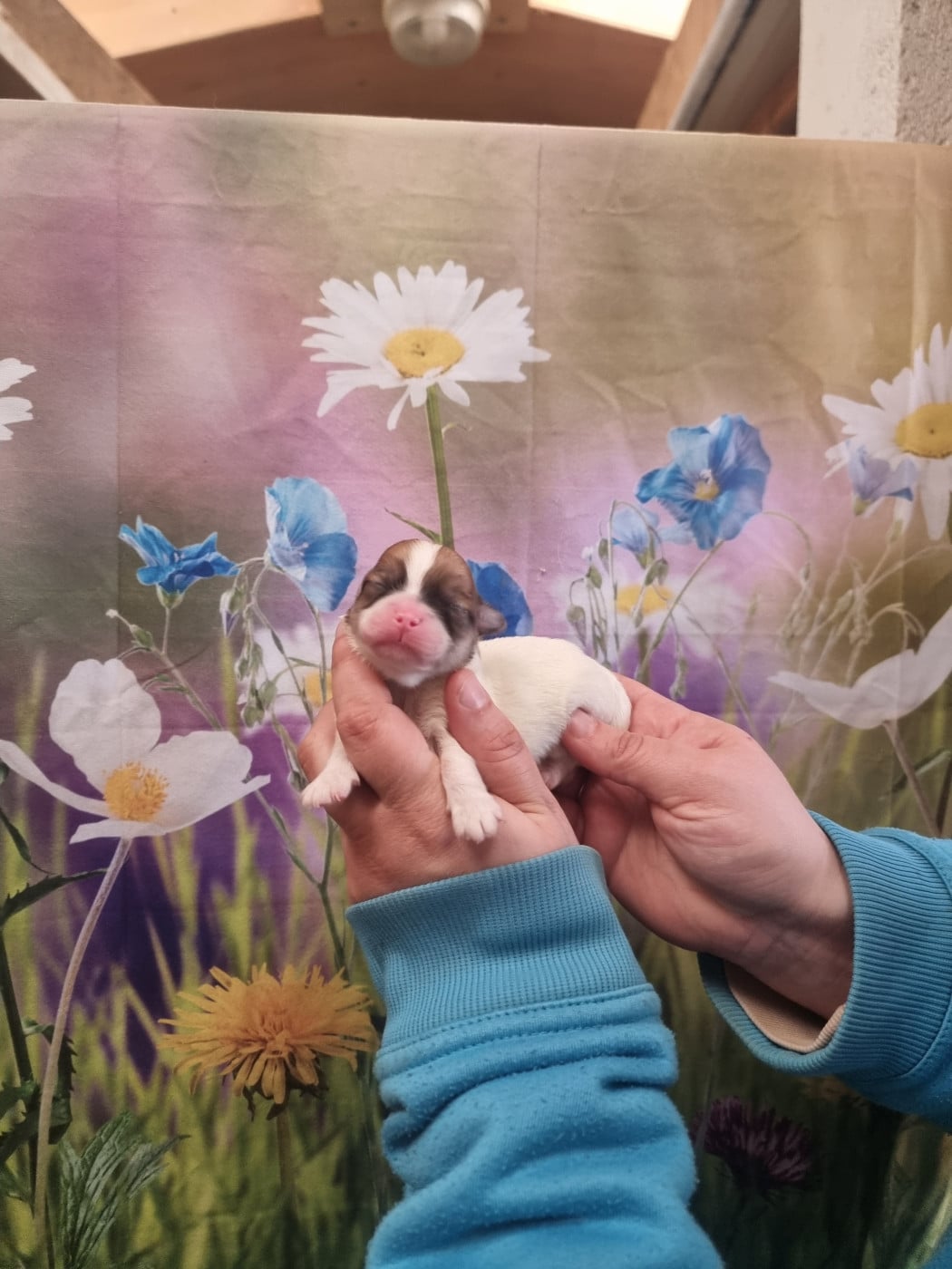 Femelle 1 - Coton de Tulear