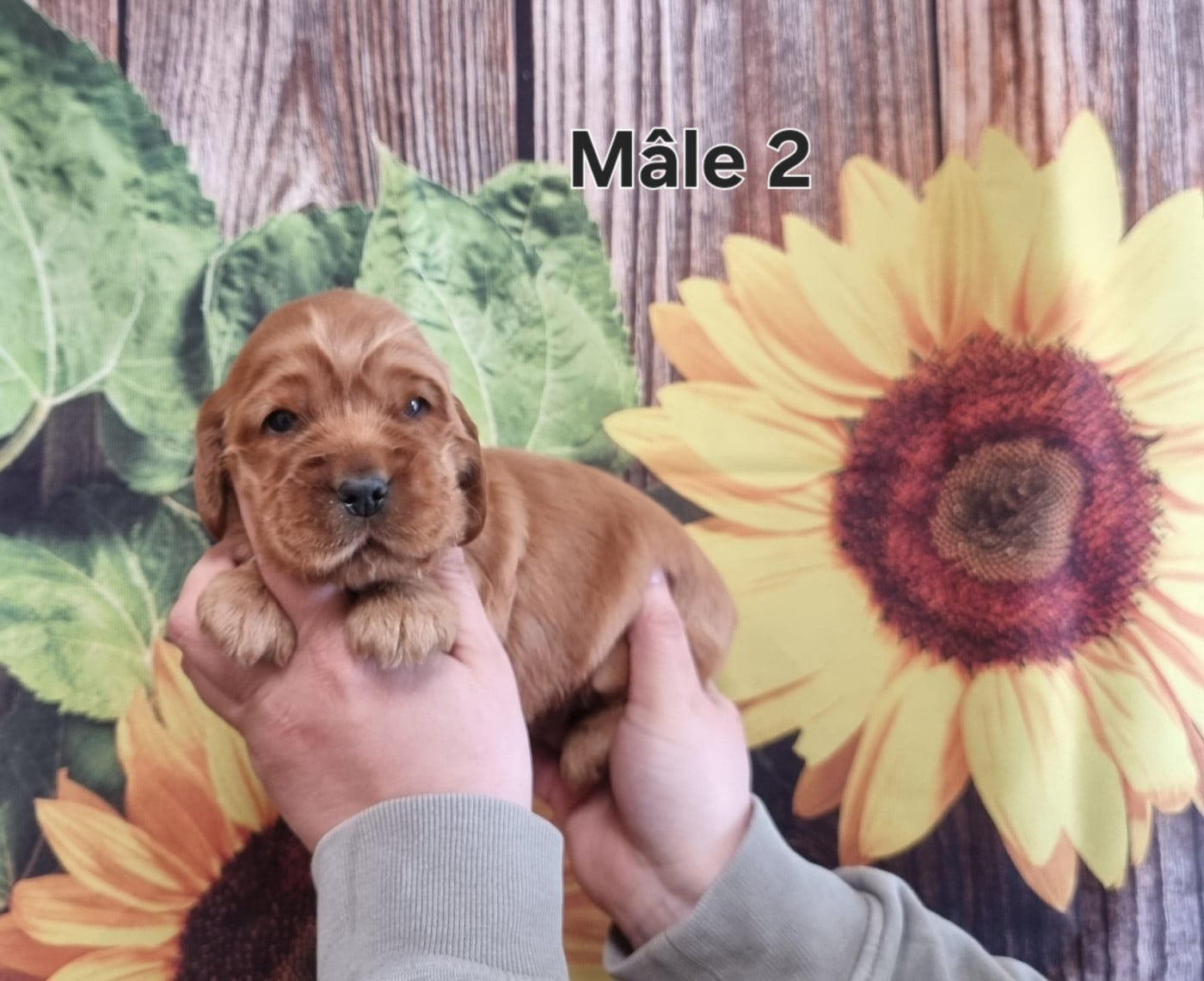Mâle 2 - Cocker Spaniel Anglais