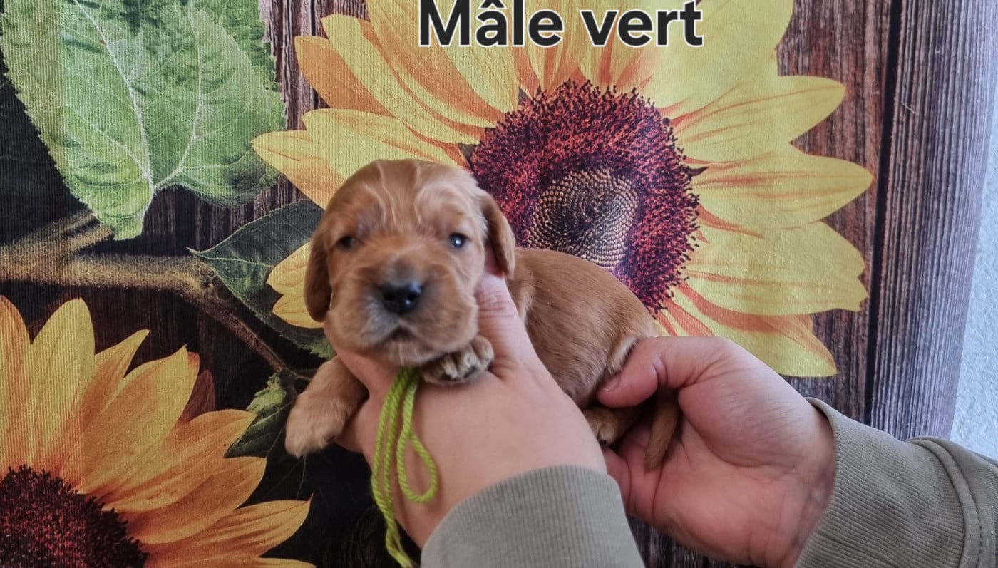 Mâle vert - Cocker Spaniel Anglais