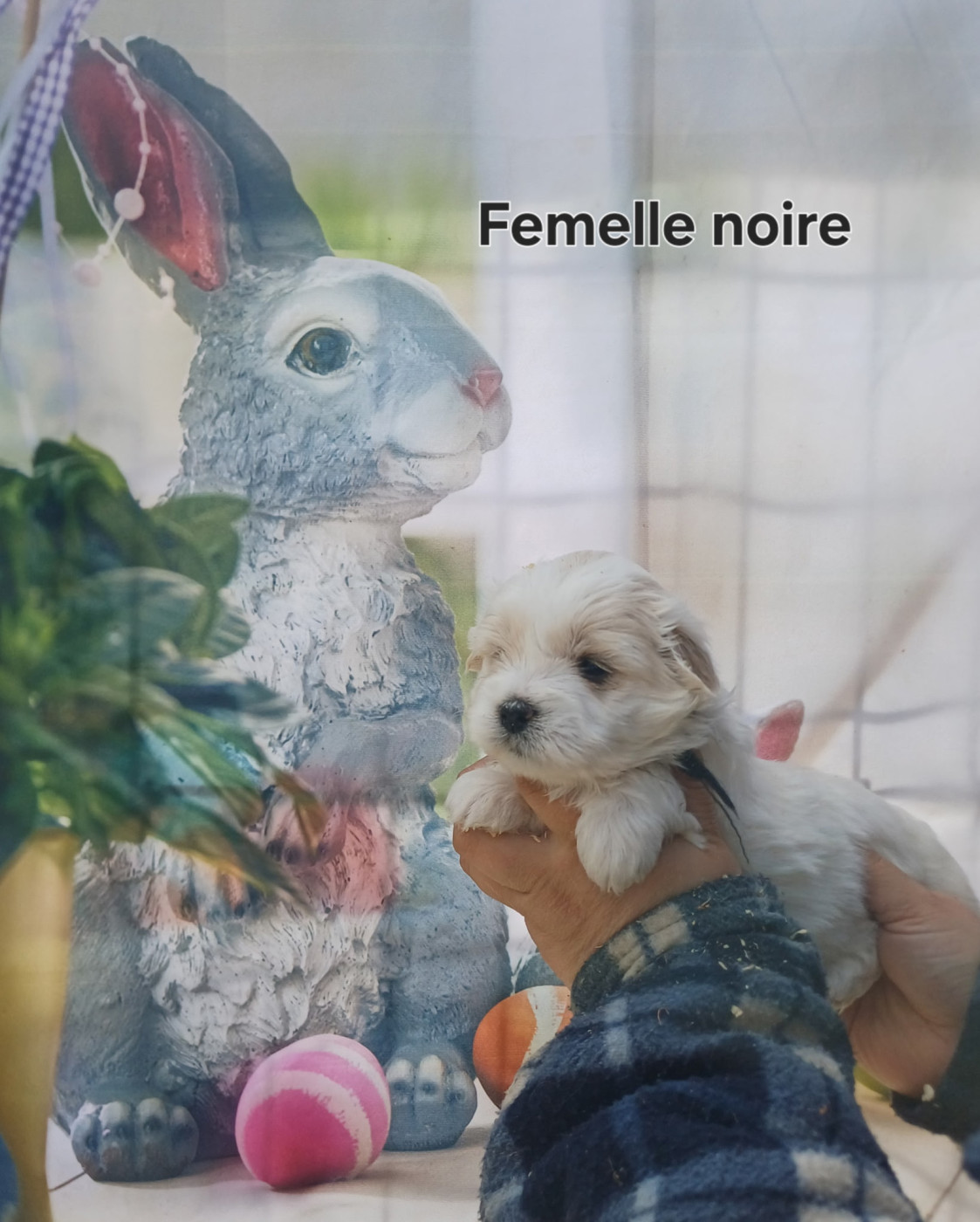 Femelle Noire - Coton de Tulear