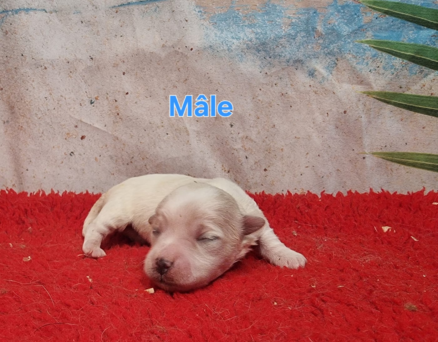 Mâle - Coton de Tulear