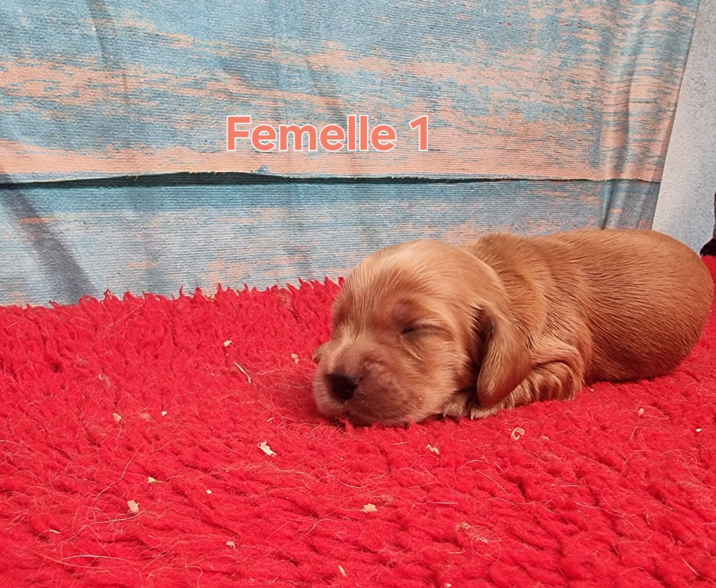 Femelle 1 - Cocker Spaniel Anglais