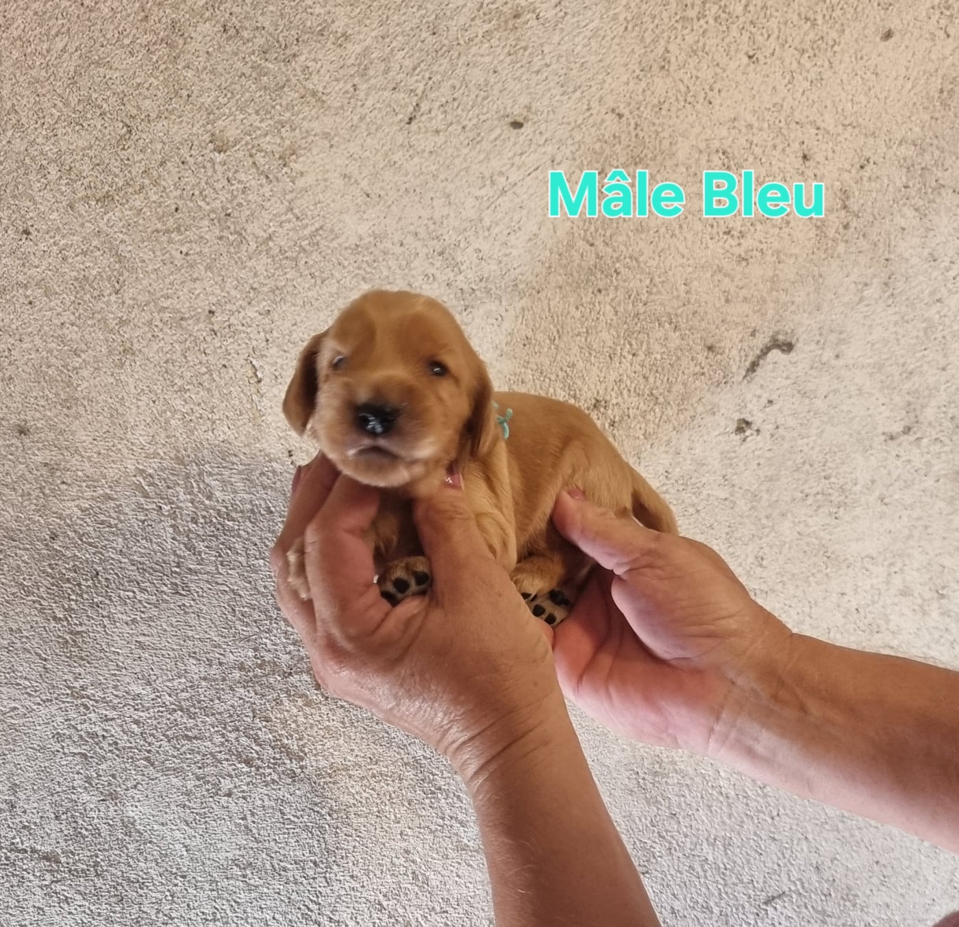 Mâle Bleu - Cocker Spaniel Anglais