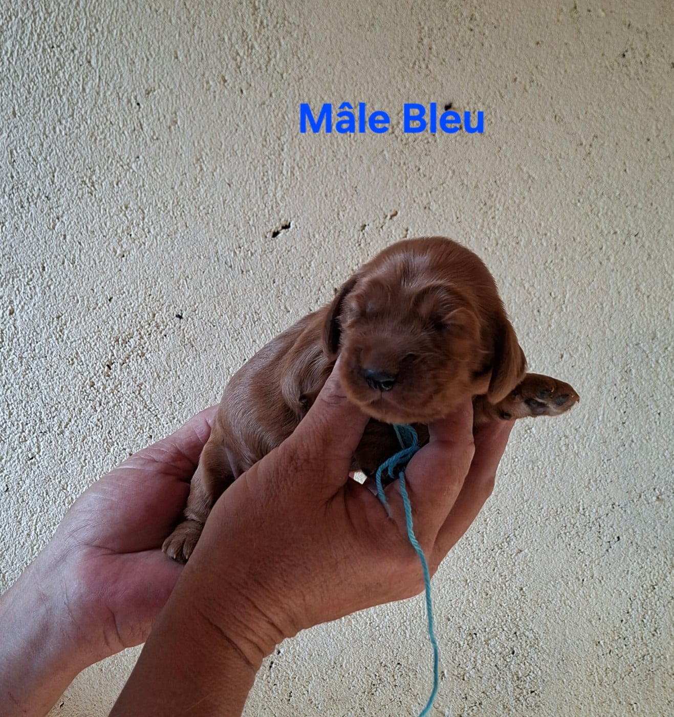 Mâle Bleu - Cocker Spaniel Anglais