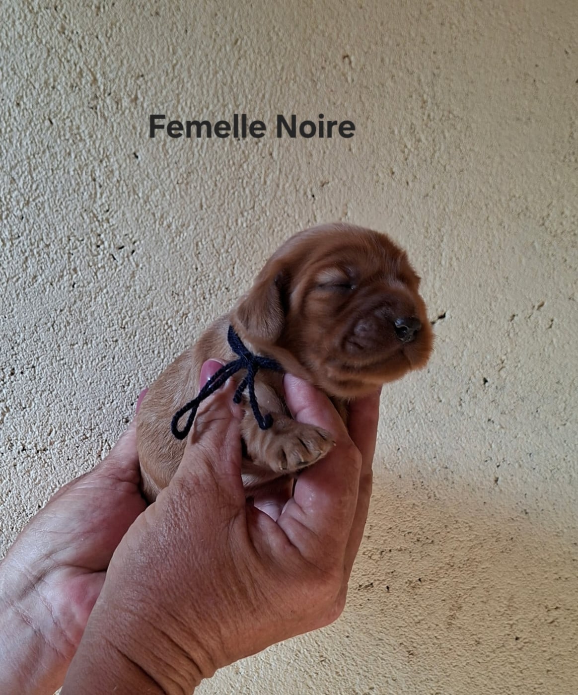 Femelle Noire - Cocker Spaniel Anglais
