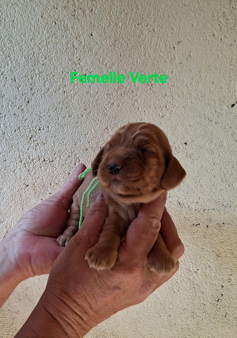 Femelle Verte - Cocker Spaniel Anglais