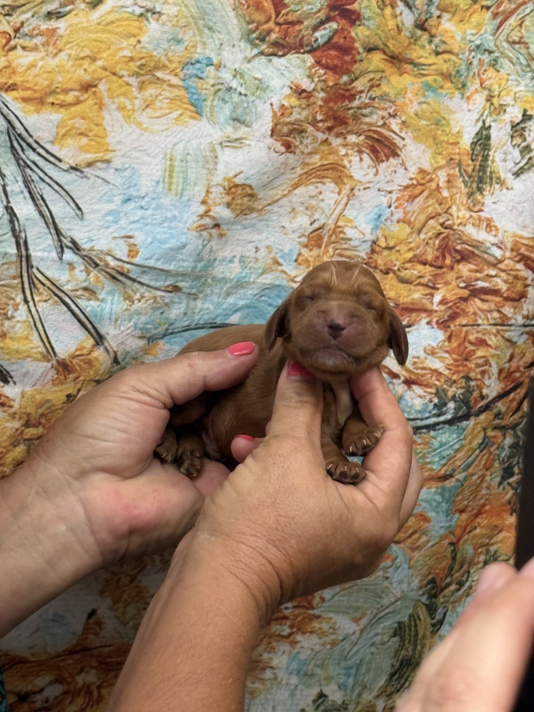 Mâle 3 - Cocker Spaniel Anglais