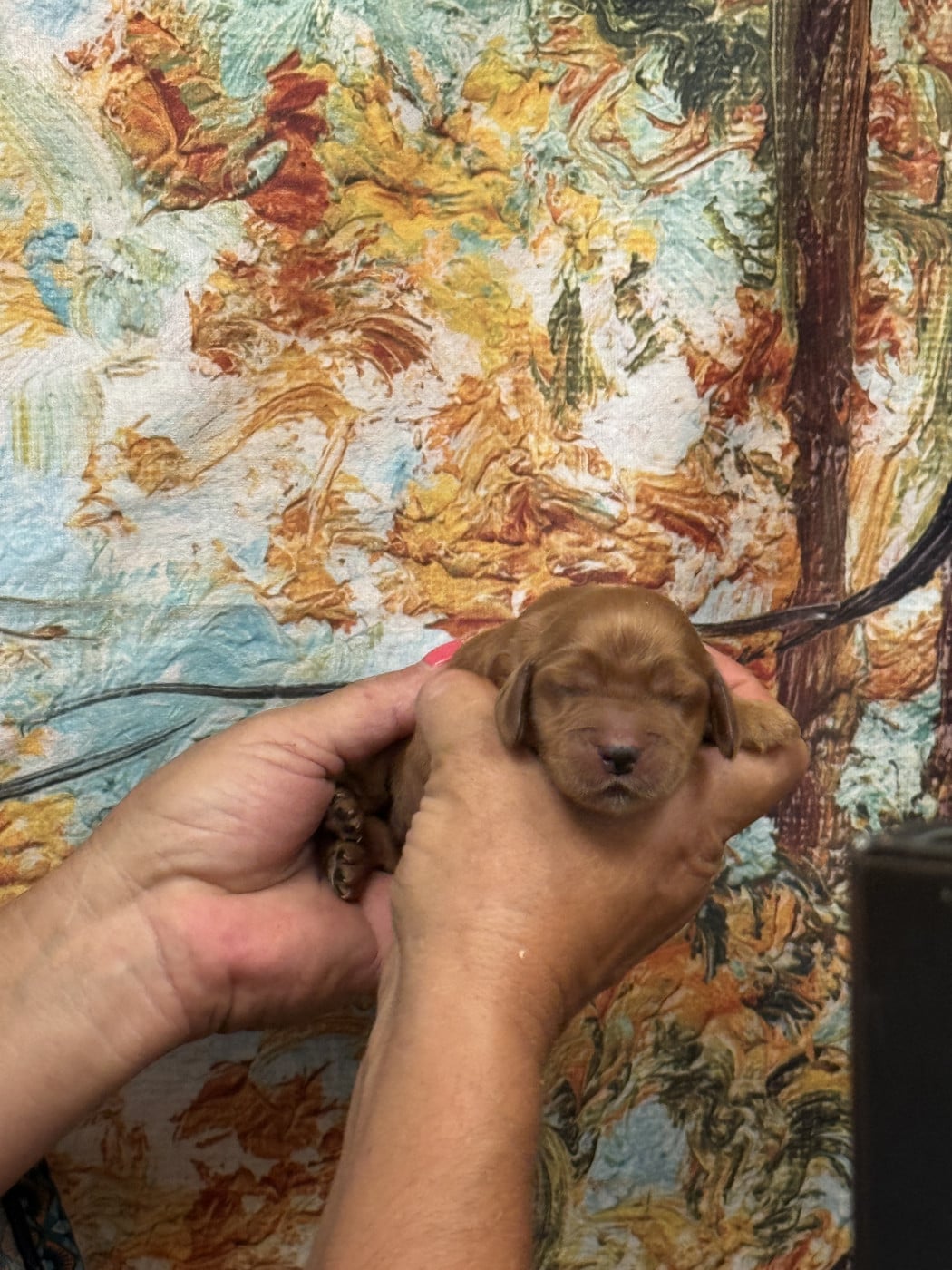 Mâle 4 - Cocker Spaniel Anglais