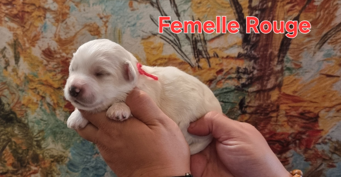 Femelle Rouge - Coton de Tulear