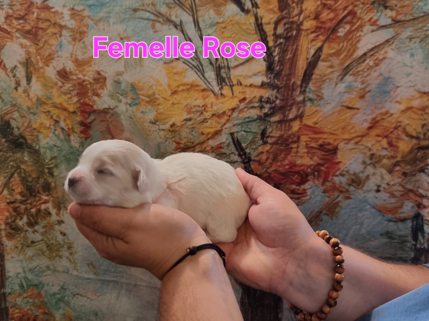 Femelle Rose - Coton de Tulear