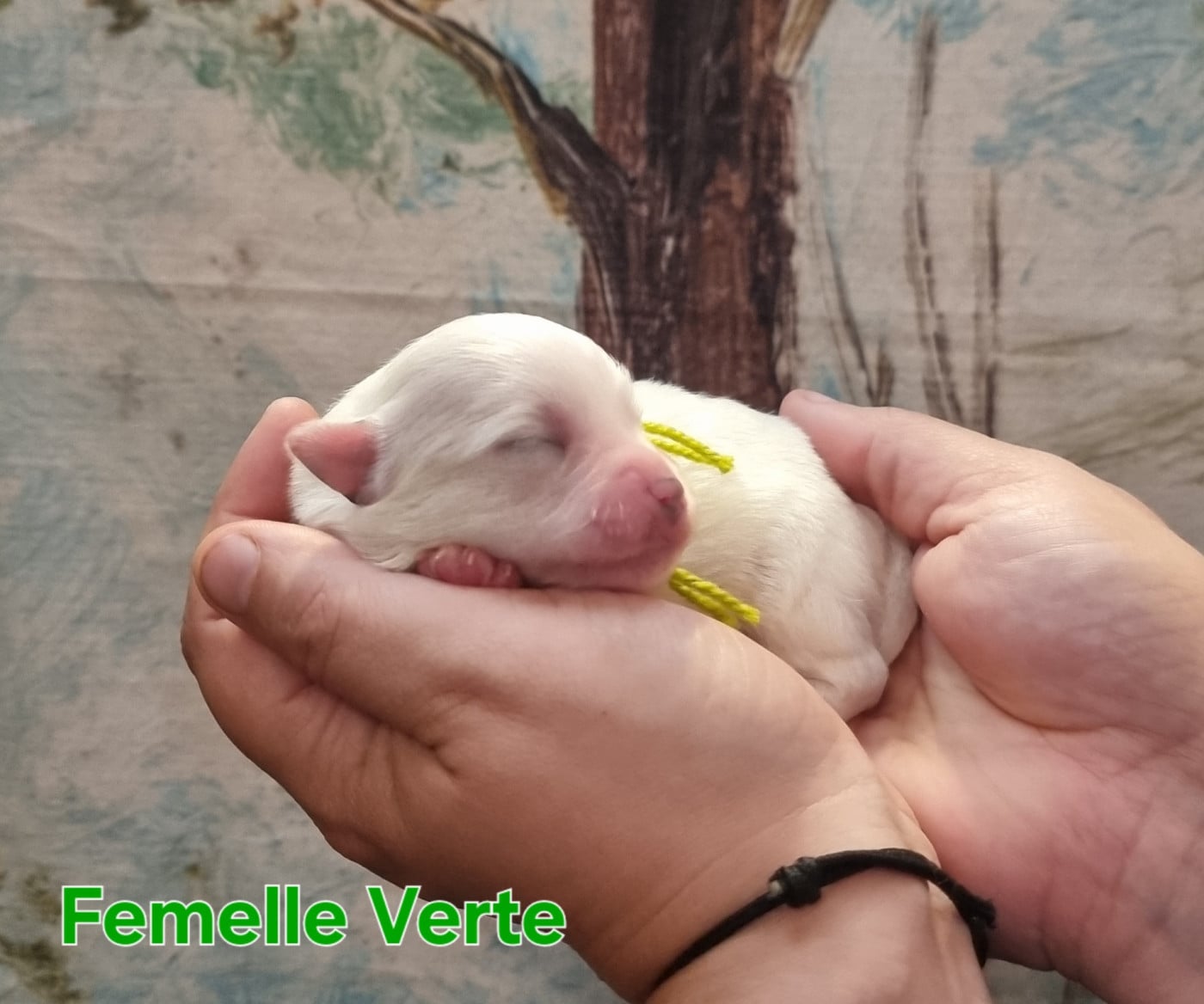 Femelle Vert - Coton de Tulear