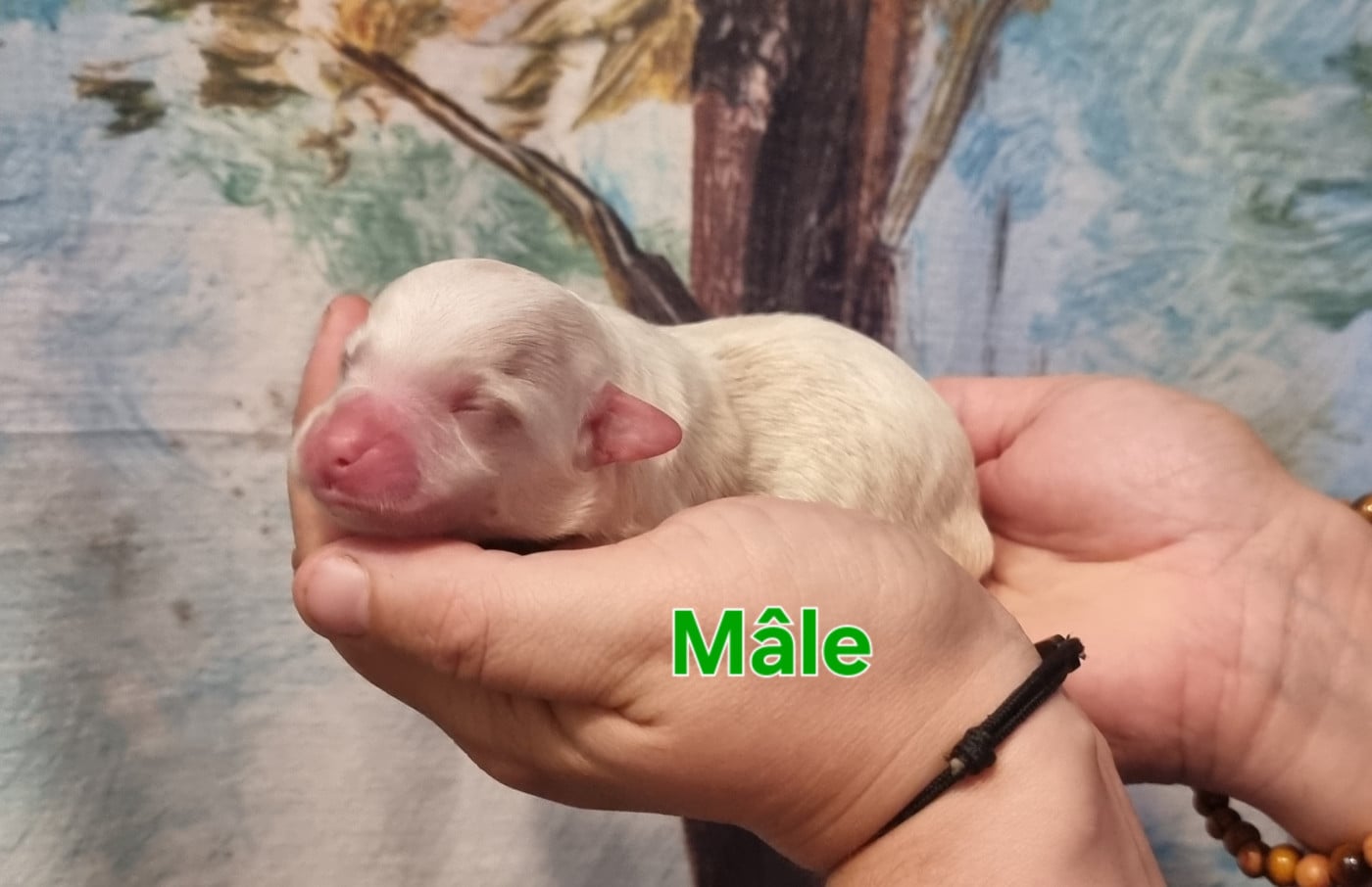 Mâle - Coton de Tulear