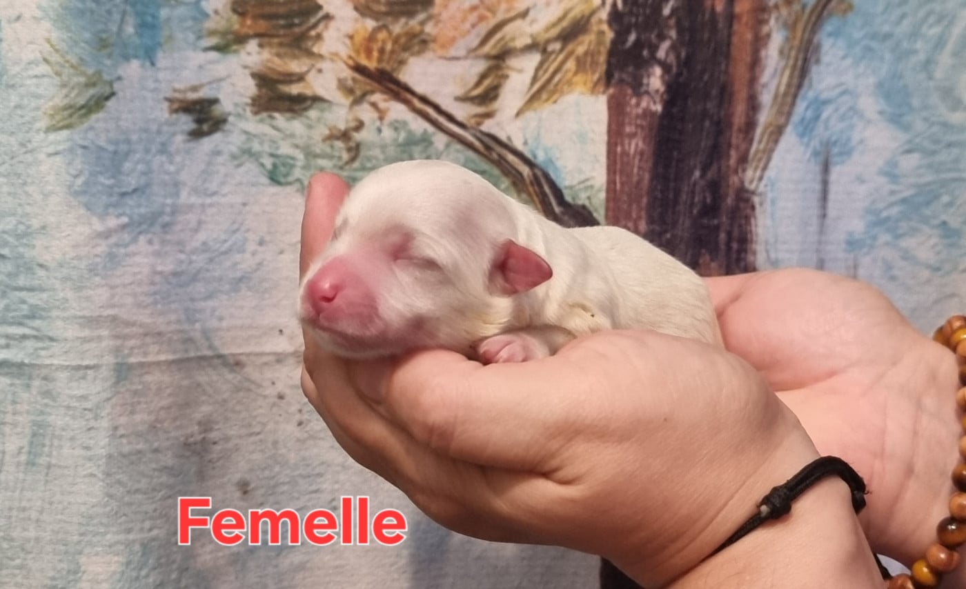 Femelle blanche - Coton de Tulear