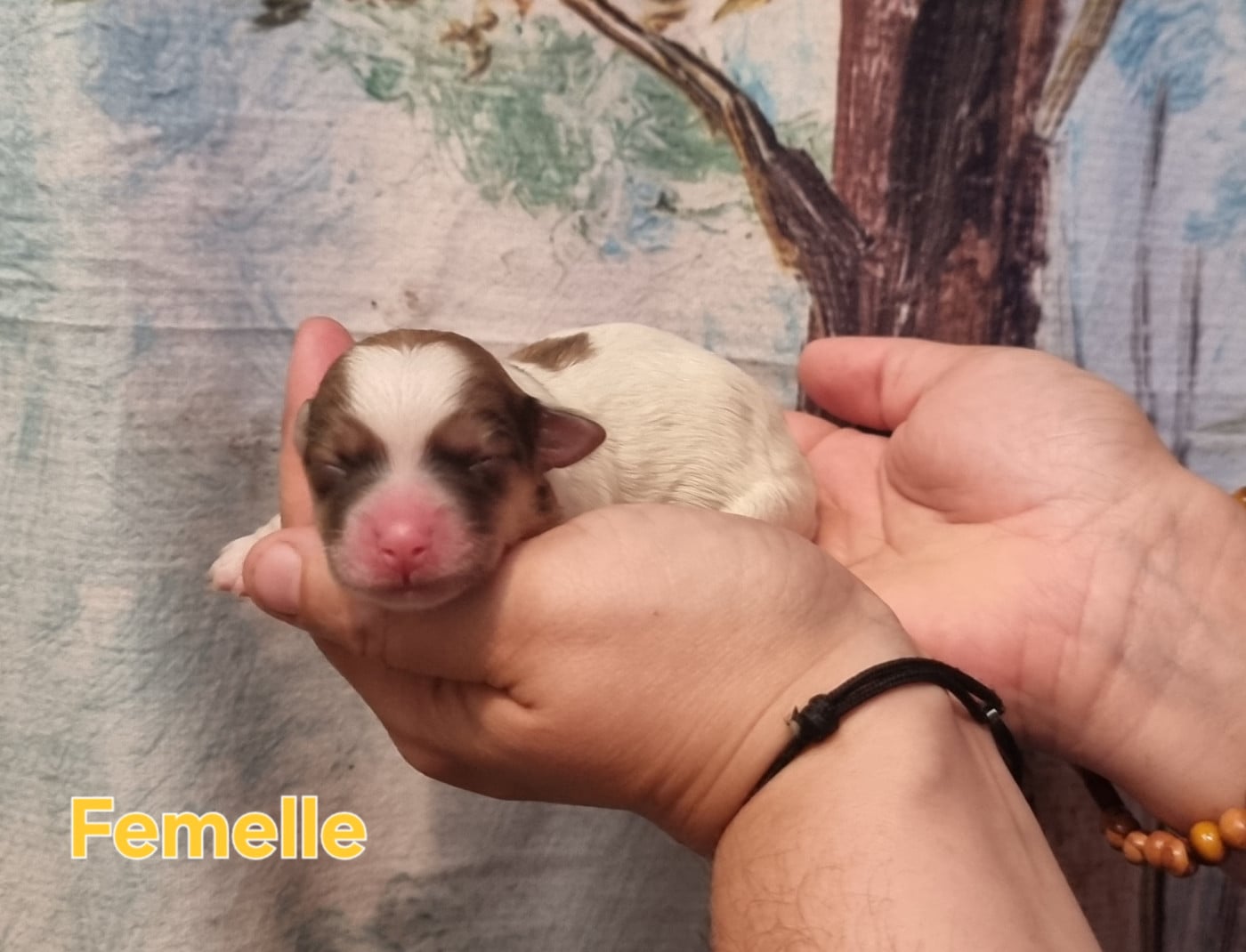 Femelle Tachée - Coton de Tulear